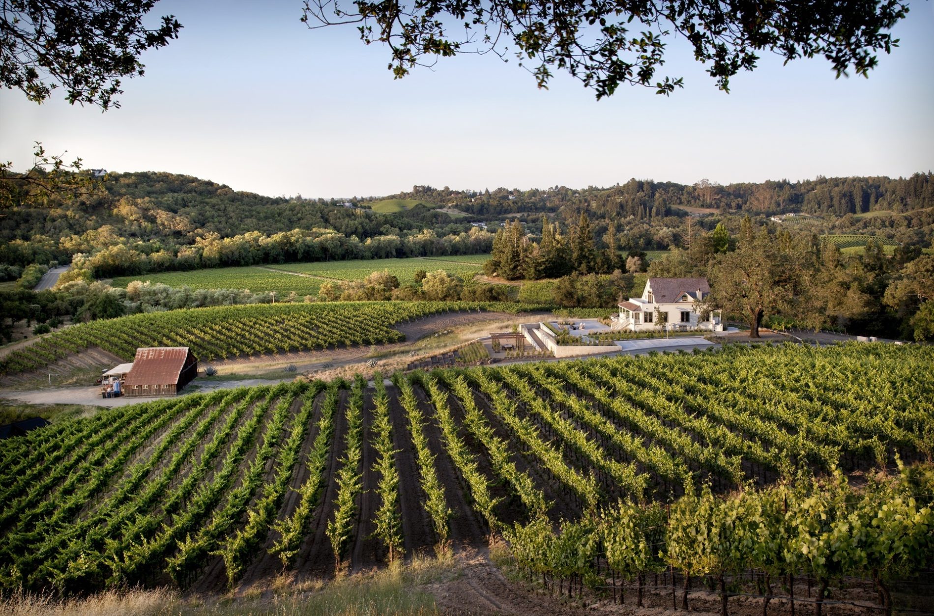 a scenic image of vineyards on a evening afternoon with sight of the road house and barn